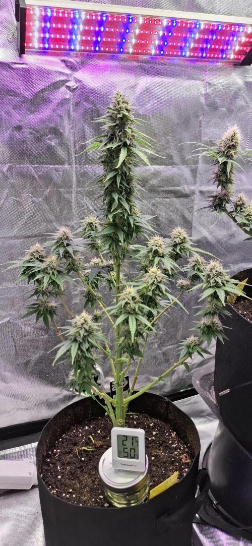 Hindu Kush fem. Test 2. Week 15