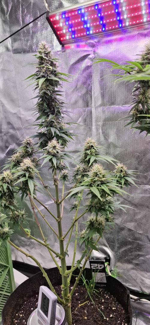 Hindu Kush fem. Test 2. Week 15