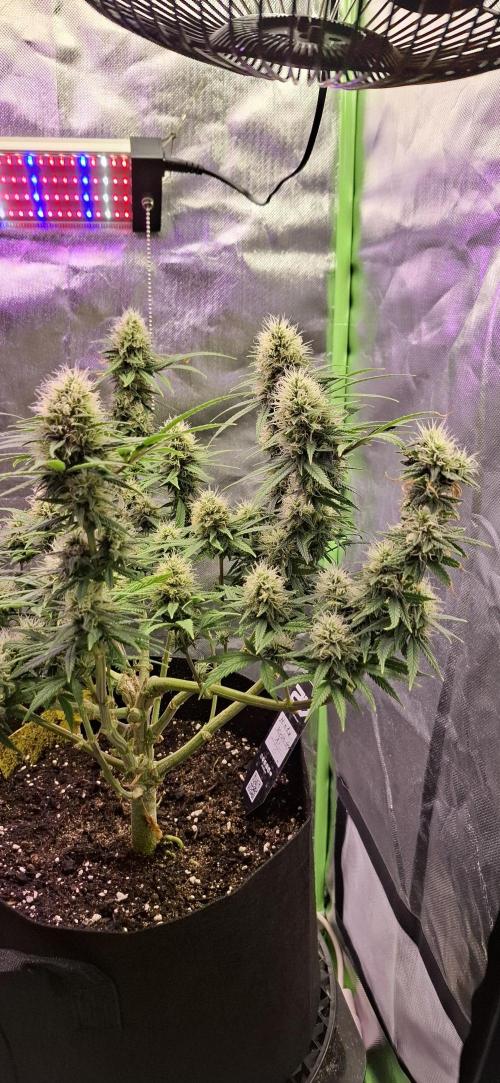Hindu Kush fem. Test 2. Week 15