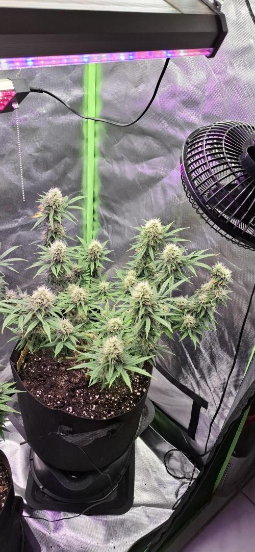 Hindu Kush fem. Test 2. Week 15