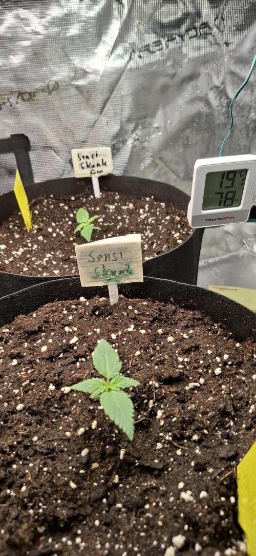 Northern Ligths Fem. u. Sensi Skunk Fem.. Week 0
