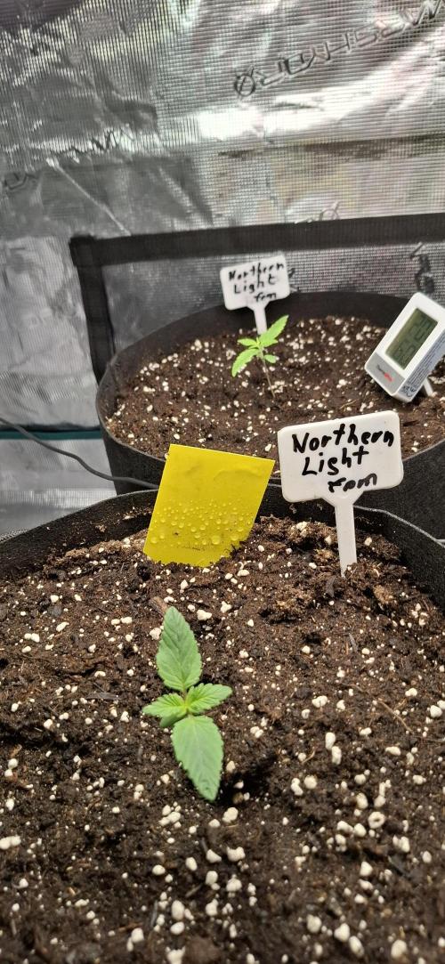 Northern Ligths Fem. u. Sensi Skunk Fem.. Week 0