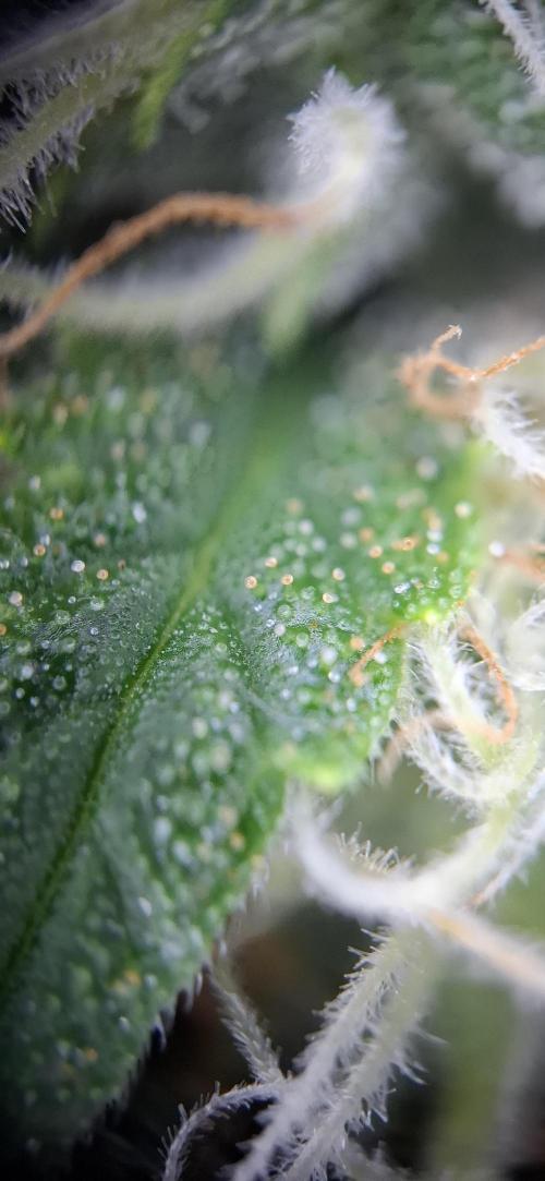 Hindu Kush fem. Test 2. Week 15 - Bild mit Kameraaufsatz