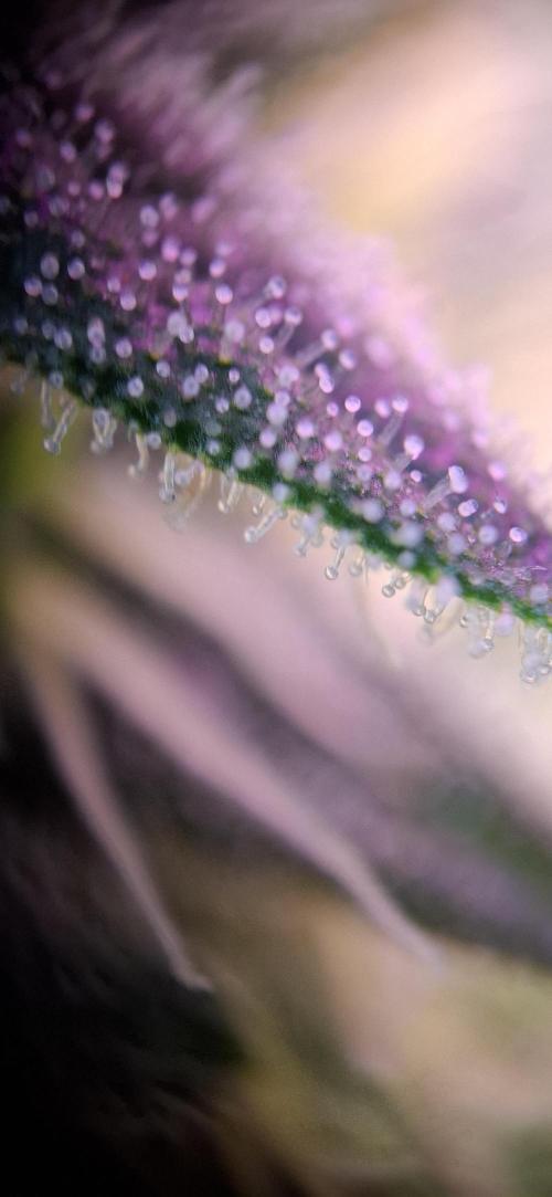 Hindu Kush fem. Test 2. Week 15 - Ohne Aufsatz 