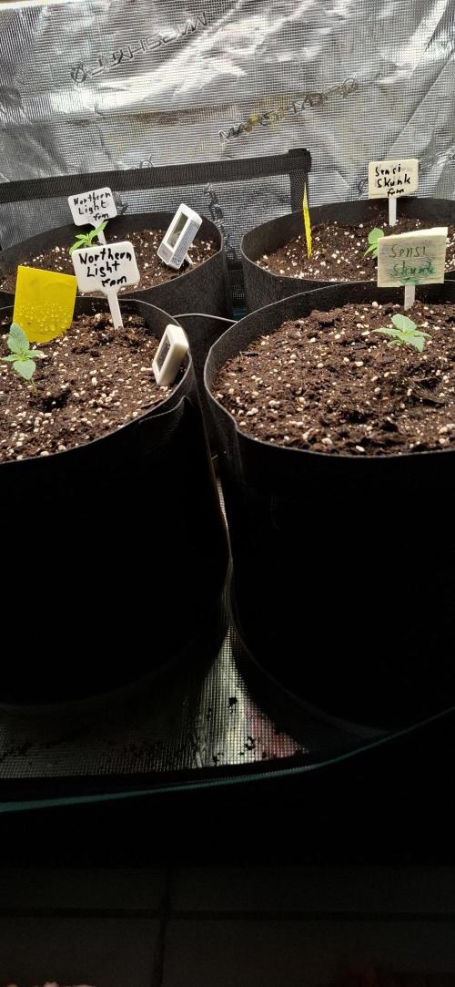 Northern Ligths Fem. u. Sensi Skunk Fem.. Week 1