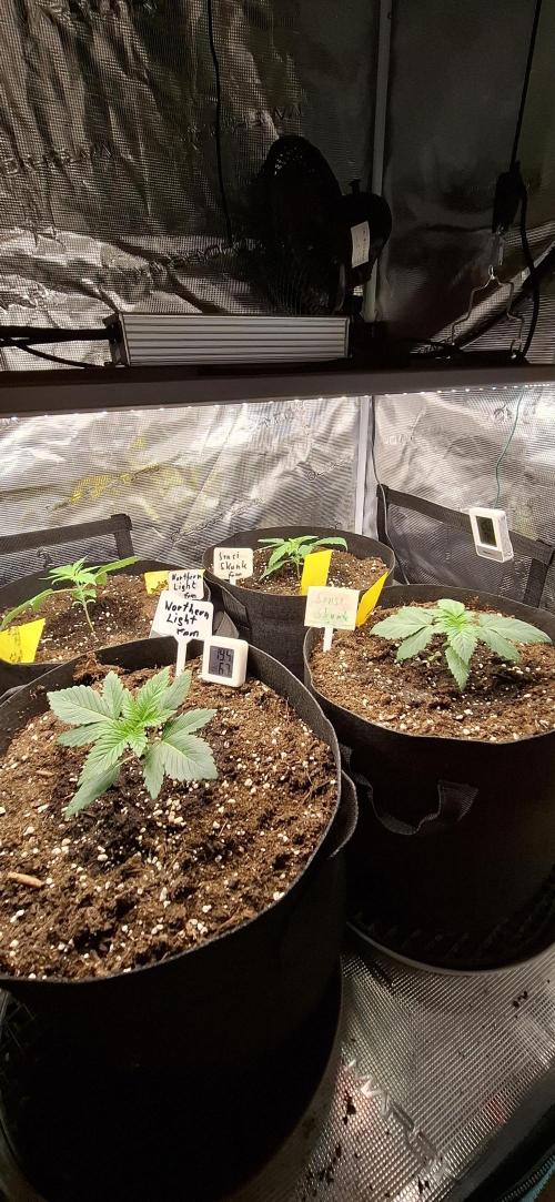 Northern Ligths Fem. u. Sensi Skunk Fem.. Week 2