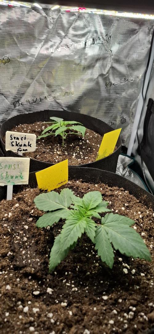 Northern Ligths Fem. u. Sensi Skunk Fem.. Week 2