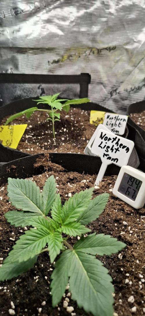 Northern Ligths Fem. u. Sensi Skunk Fem.. Week 2