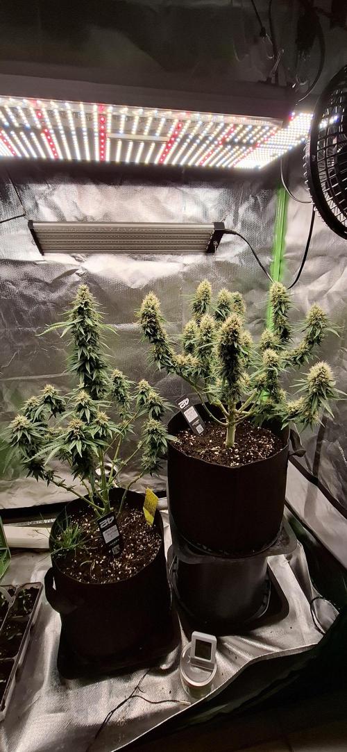 Hindu Kush fem. Test 2. Week 16