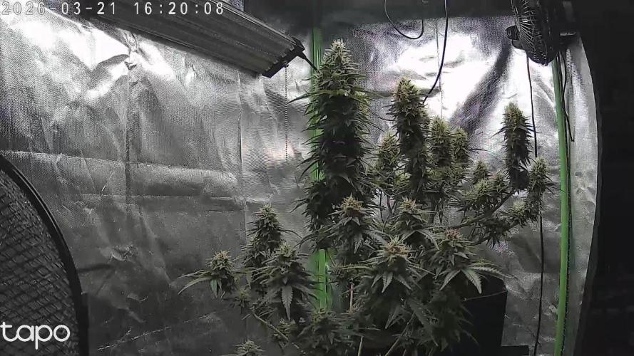 Hindu Kush fem. Test 2. Week 16