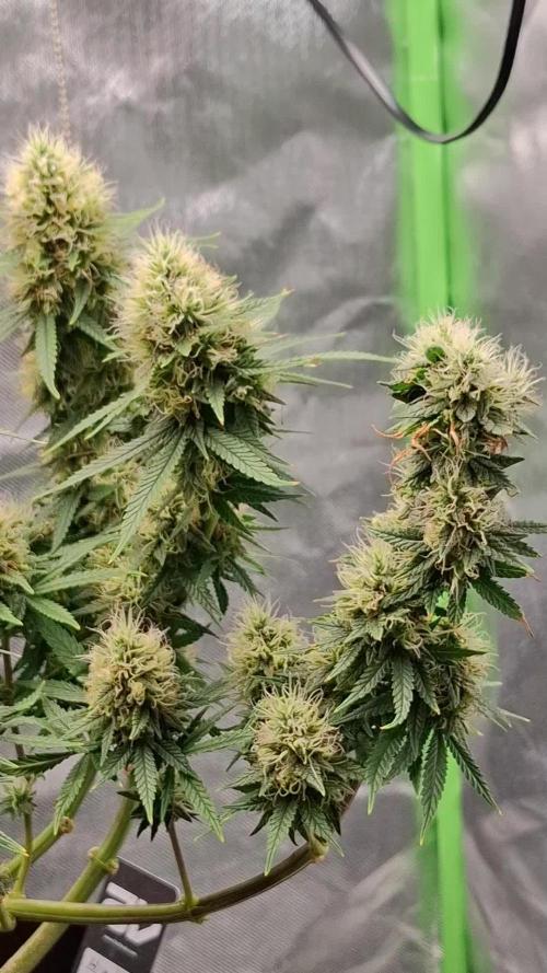 Hindu Kush fem. Test 2