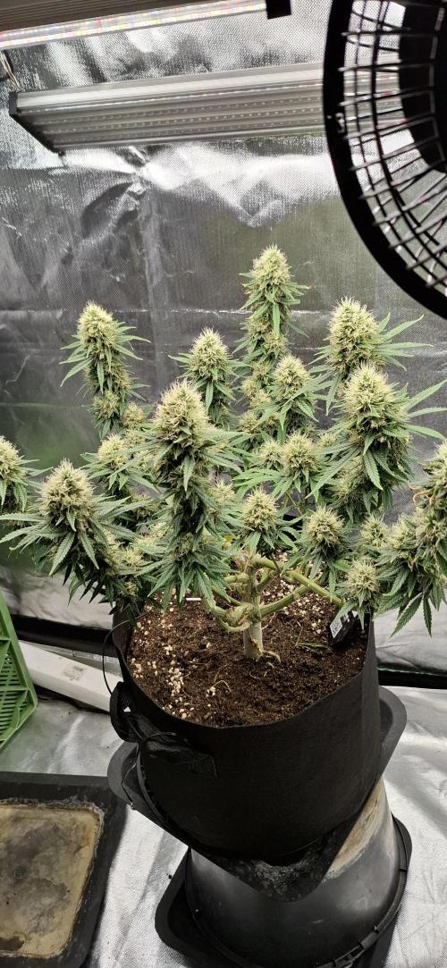 Hindu Kush fem. Test 2. Week 16