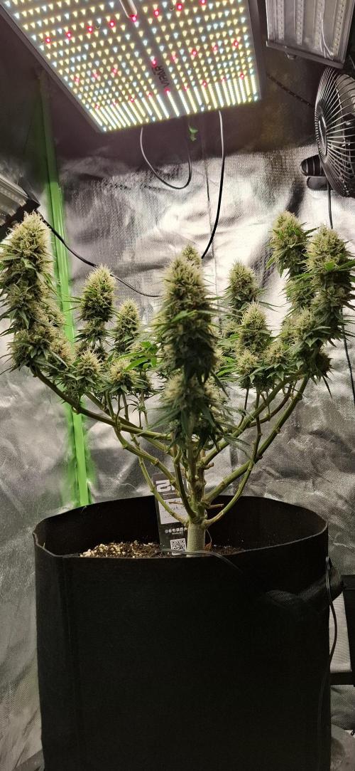 Hindu Kush fem. Test 2. Week 16