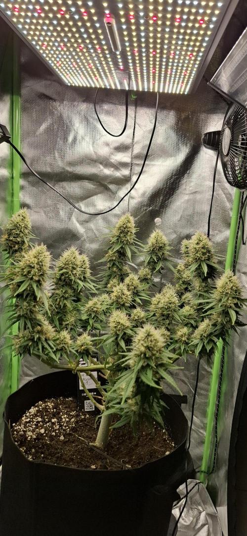 Hindu Kush fem. Test 2. Week 16