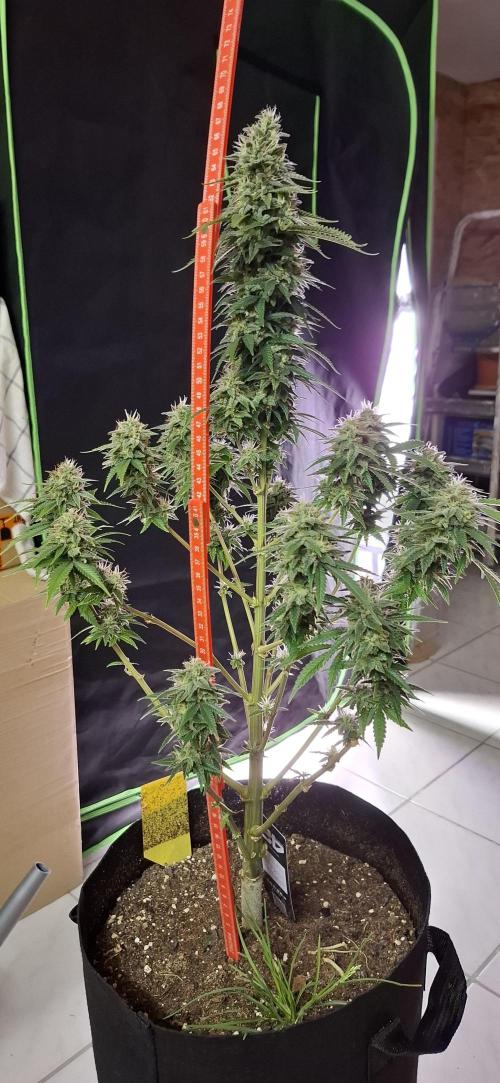 Hindu Kush fem. Test 2. Week 16