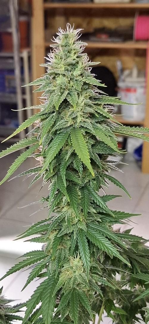 Hindu Kush fem. Test 2. Week 16