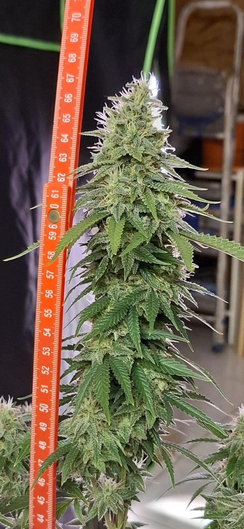 Hindu Kush fem. Test 2. Week 16