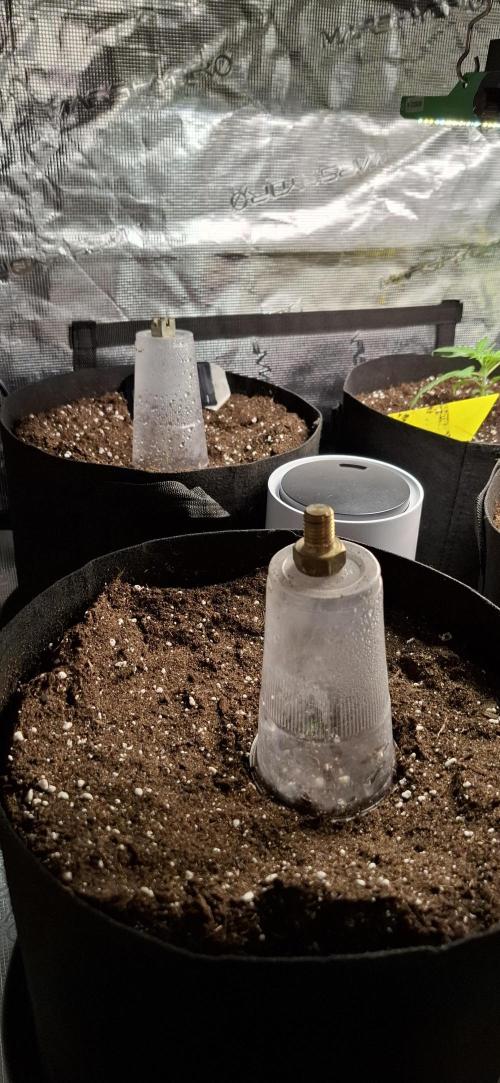 Gorilla Cookies u. Tropicana Cookies. Week 0
