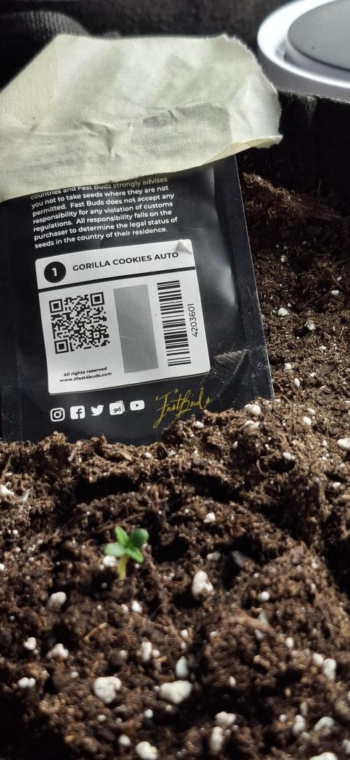 Gorilla Cookies u. Tropicana Cookies. Week 0