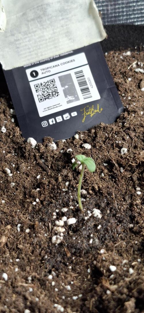 Gorilla Cookies u. Tropicana Cookies. Week 0