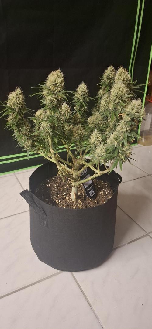 Hindu Kush fem. Test 2. Week 17