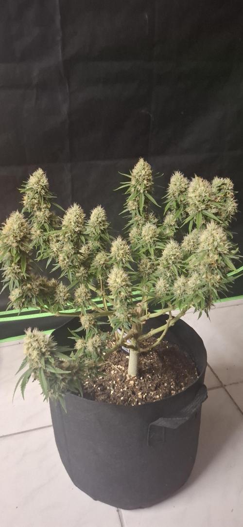 Hindu Kush fem. Test 2. Week 17