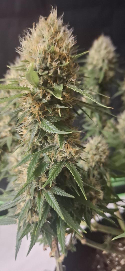 Hindu Kush fem. Test 2. Week 17