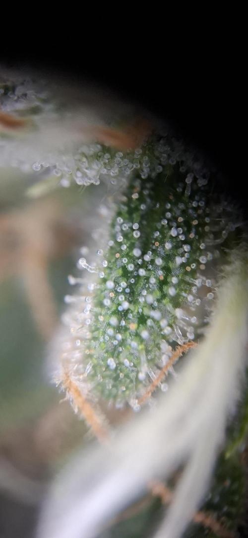 Hindu Kush fem. Test 2. Week 17