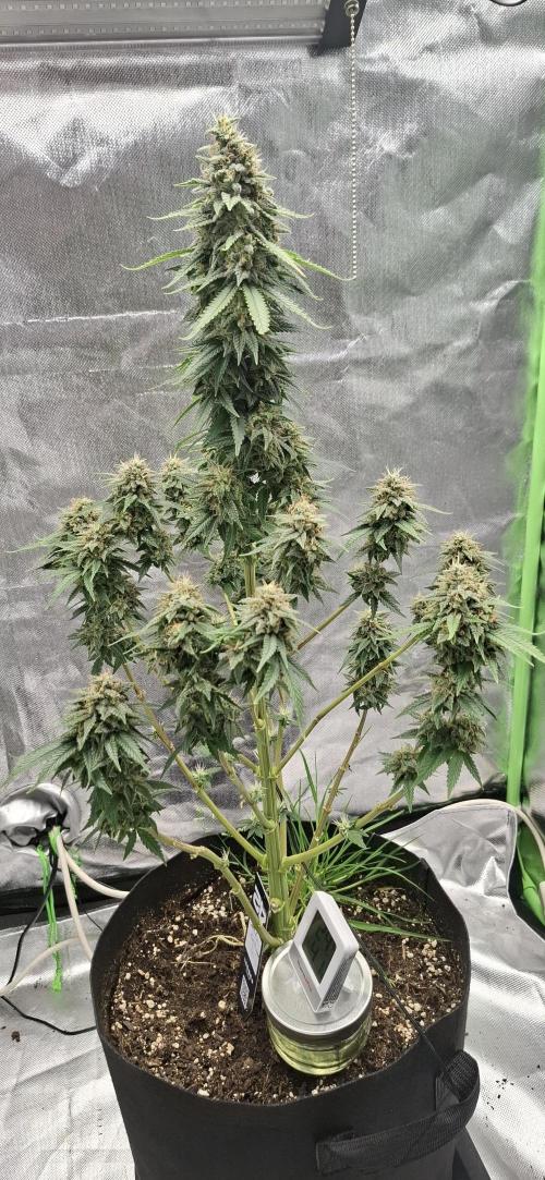 Hindu Kush fem. Test 2. Week 17