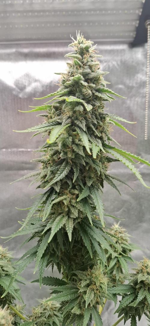 Hindu Kush fem. Test 2. Week 17