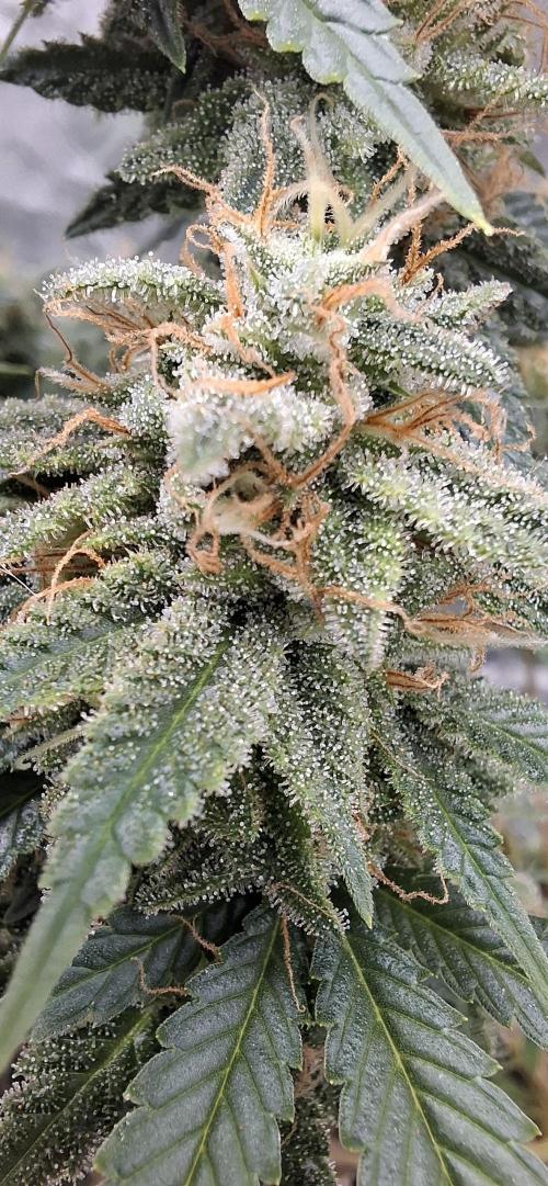 Hindu Kush fem. Test 2. Week 17