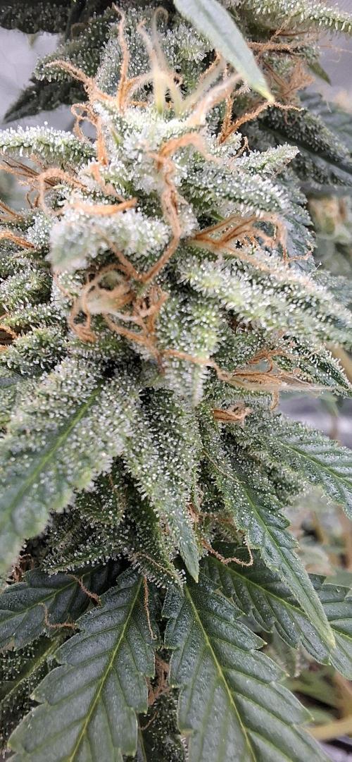 Hindu Kush fem. Test 2. Week 17