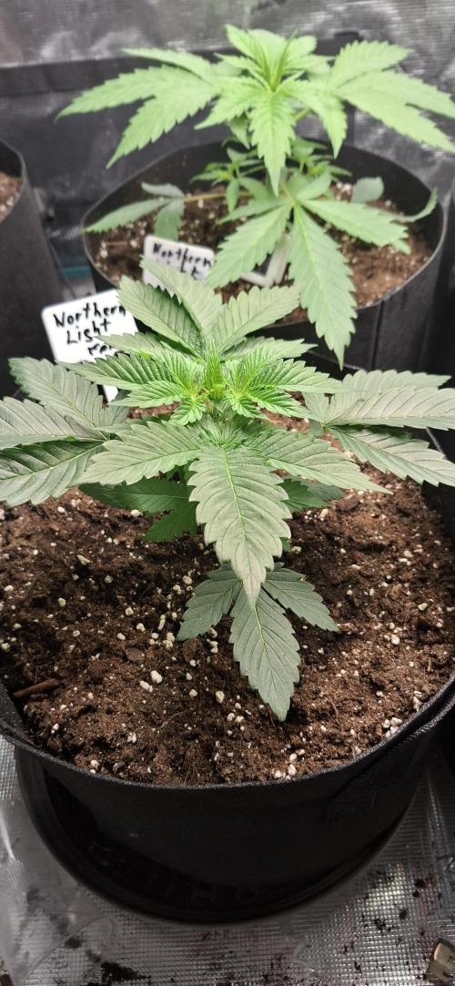 Northern Ligths Fem. u. Sensi Skunk Fem.. Week 3