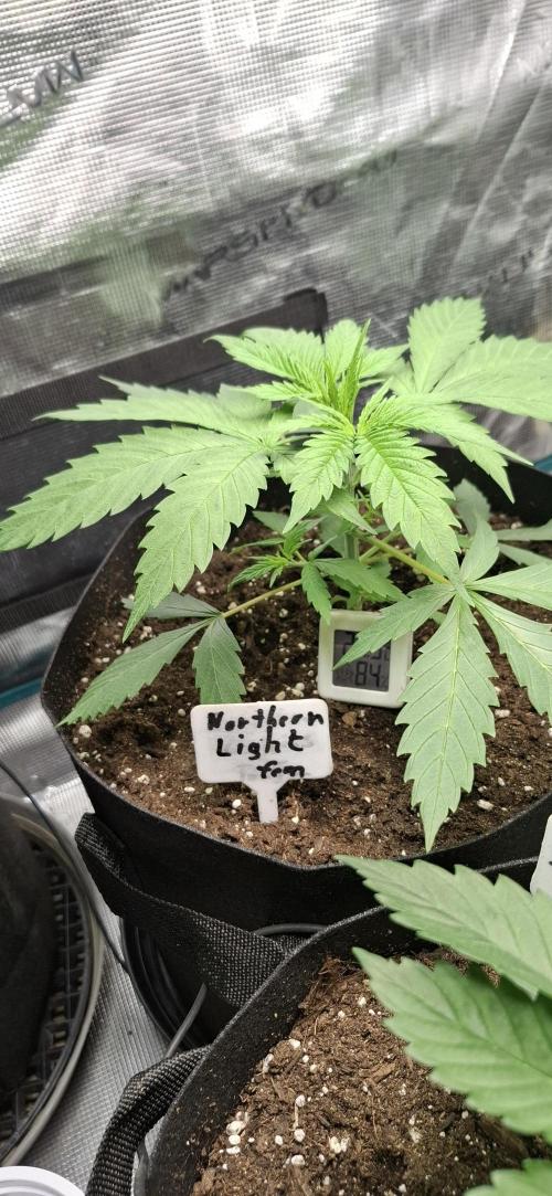 Northern Ligths Fem. u. Sensi Skunk Fem.. Week 3