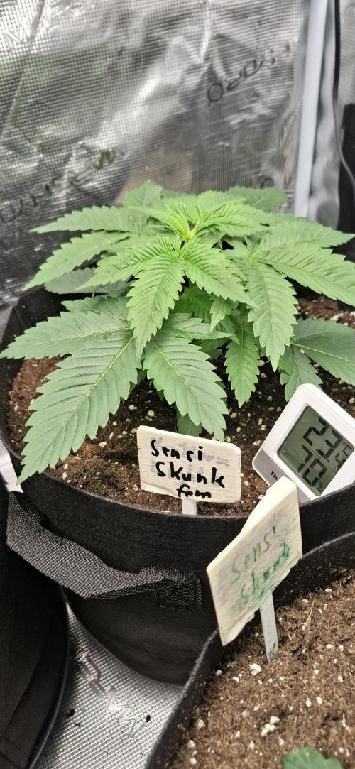 Northern Ligths Fem. u. Sensi Skunk Fem.. Week 3