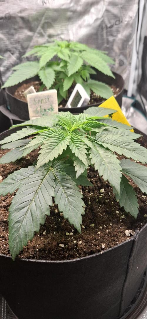 Northern Ligths Fem. u. Sensi Skunk Fem.. Week 3