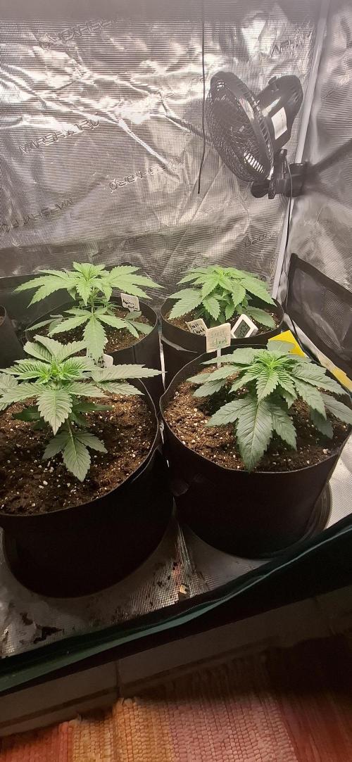 Northern Ligths Fem. u. Sensi Skunk Fem.. Week 3