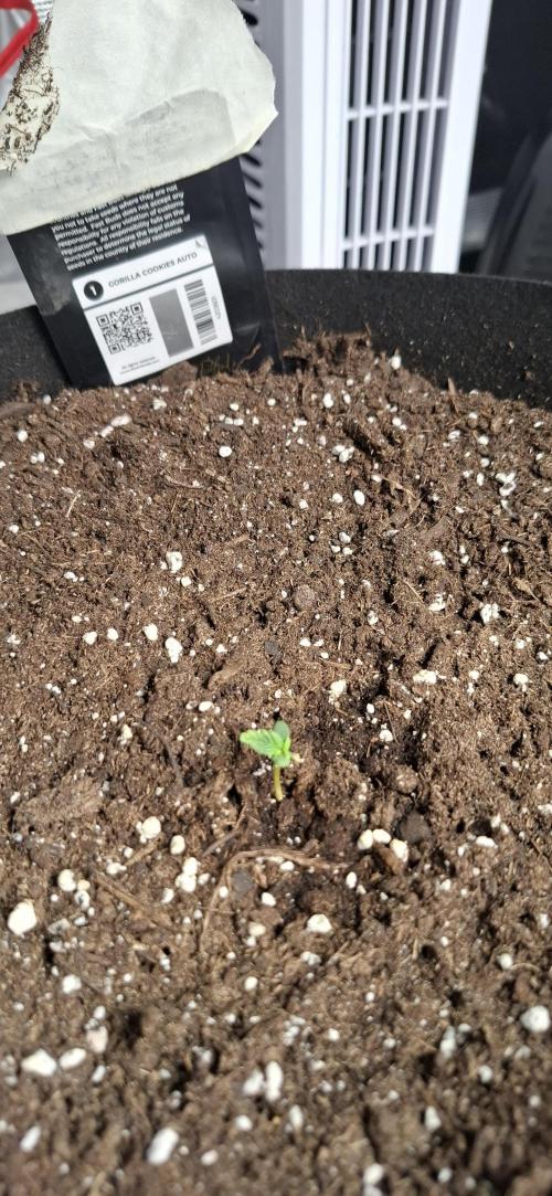 Gorilla Cookies u. Tropicana Cookies. Week 1