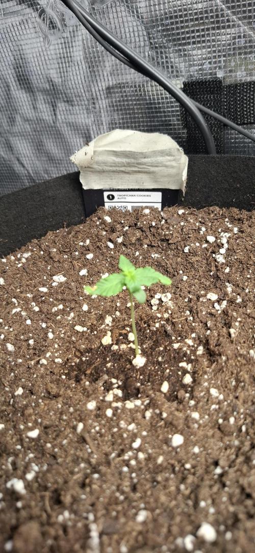 Gorilla Cookies u. Tropicana Cookies. Week 1