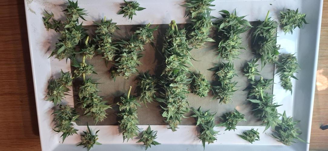 Hindu Kush fem. Test 2. Week 18