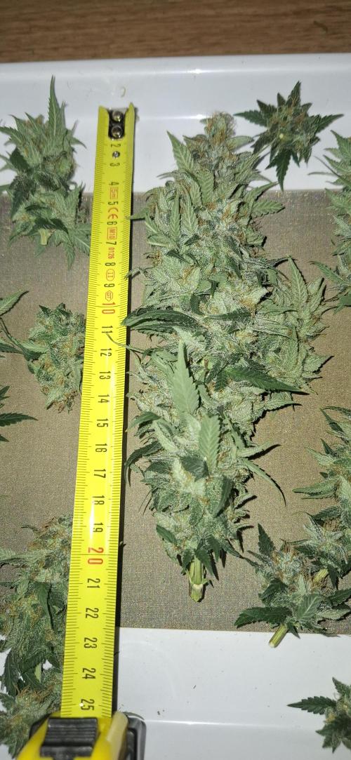 Hindu Kush fem. Test 2. Week 18