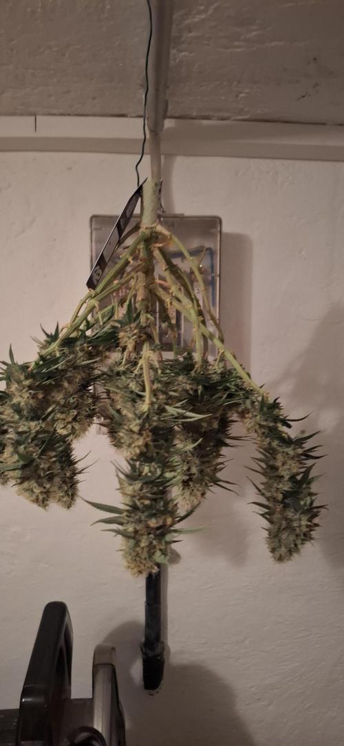 Hindu Kush fem. Test 2. Week 18
