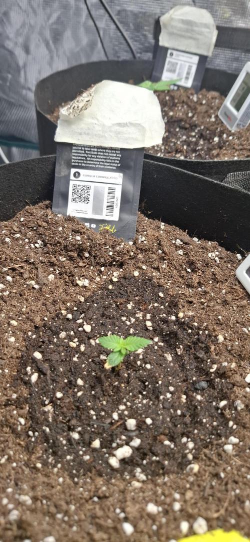 Gorilla Cookies u. Tropicana Cookies. Week 2