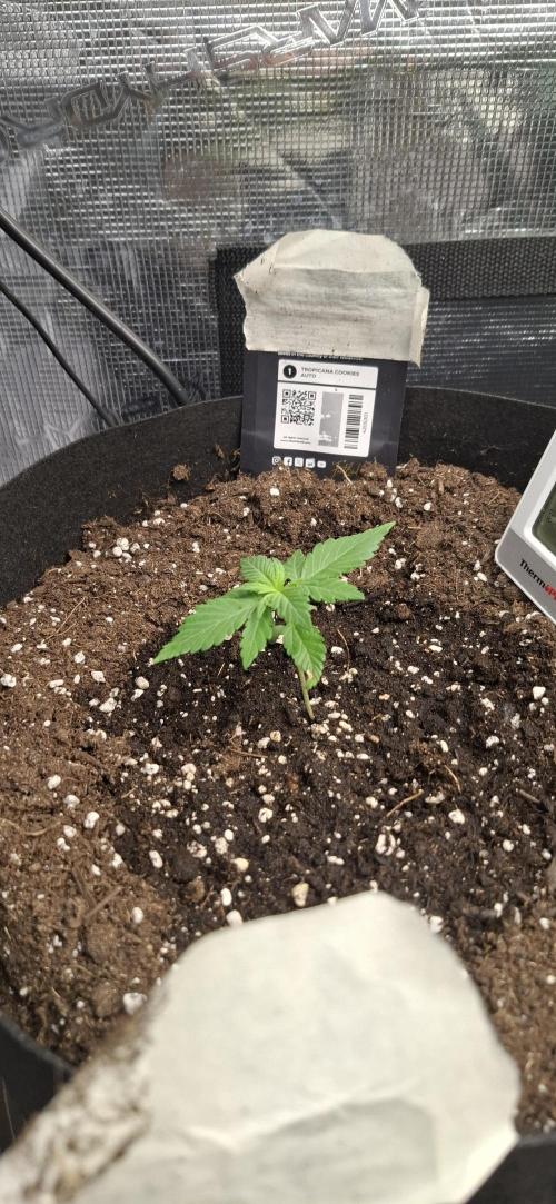 Gorilla Cookies u. Tropicana Cookies. Week 2