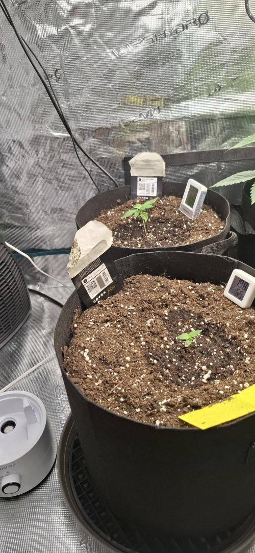Gorilla Cookies u. Tropicana Cookies. Week 2