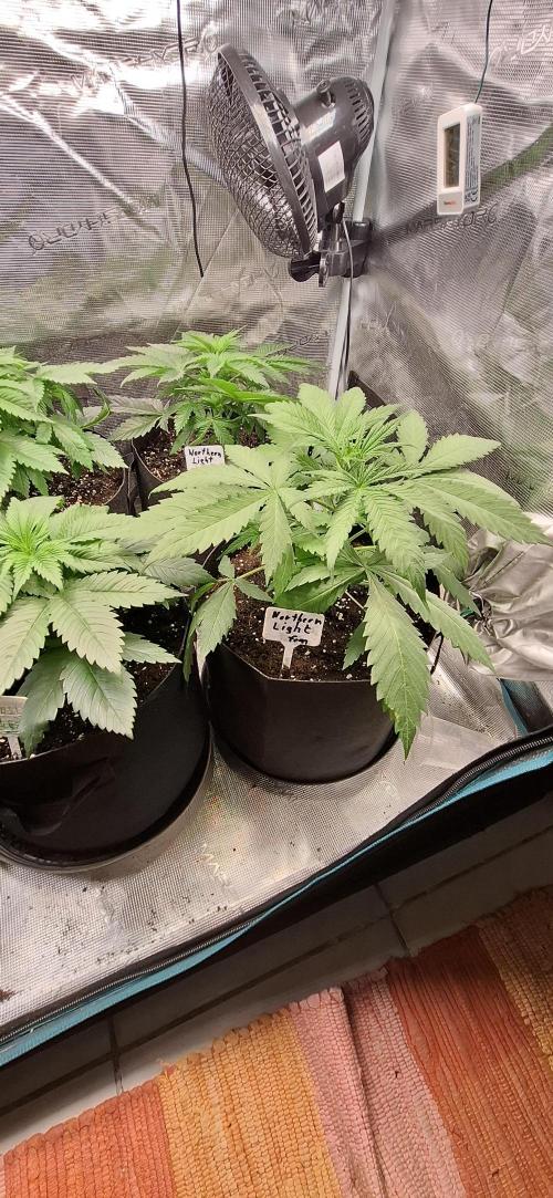 Northern Ligths Fem. u. Sensi Skunk Fem.. Week 4