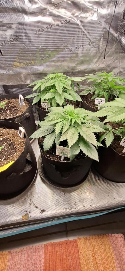 Northern Ligths Fem. u. Sensi Skunk Fem.. Week 4