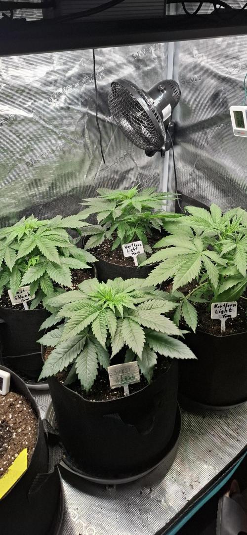 Northern Ligths Fem. u. Sensi Skunk Fem.. Week 4