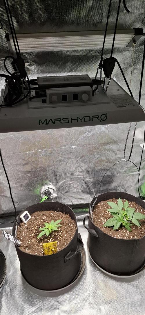 Gorilla Cookies u. Tropicana Cookies. Week 3