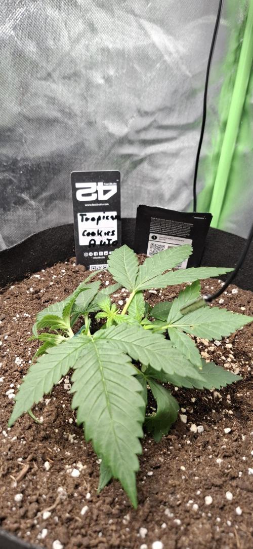 Gorilla Cookies u. Tropicana Cookies. Week 3